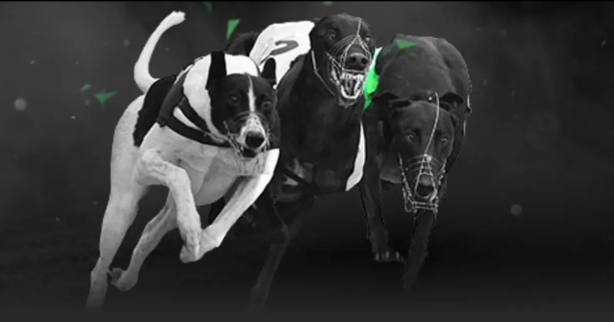 亚冬会多赛,事同步进行,双亚冬举办,500足球即时比分,500比分,500体育比分网,比分直播